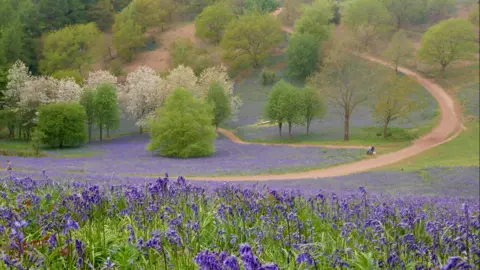 A field of bluebells and trees. There is a dirt track winding throughout the field.
