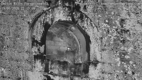 Paul Wheatley A night vision camera shows the peregrines nesting in the alcove