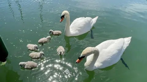 Supplied Swans Bonnie and Bruce in the water surrounded six small cygnets.