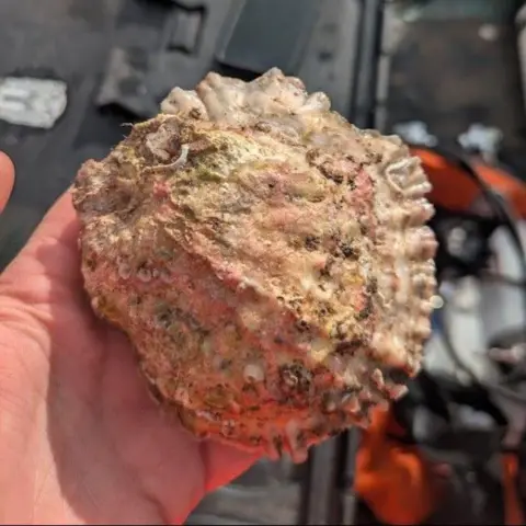 Dr Naomi Kennon A single oyster held in someone's hand.