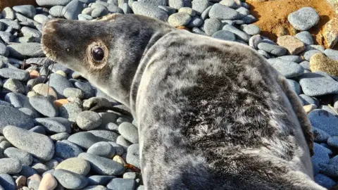 GSPCA Doyle the seal pup on a beach