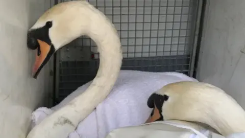 RSPCA The swans