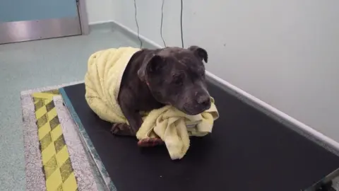 RSPCA Zeena the dog wrapped in a towel on a table