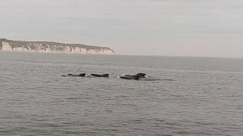 Whales in sea off Flamborough Head