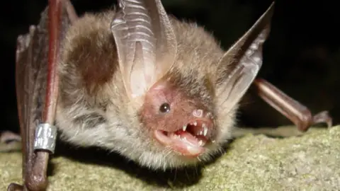 Ptes Bechstein's bat