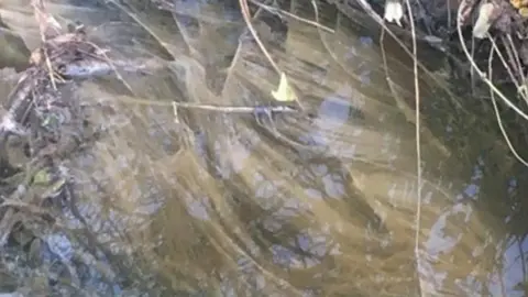 Environment Agency Slurry in the brook