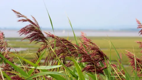 Getty Images Reeds in the Gwent Levels, a site of scientific interest in Newport