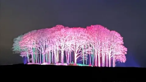 Trees lit up pink