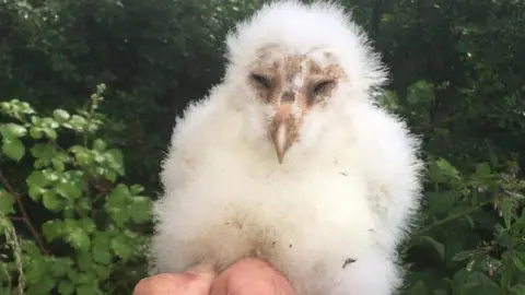 Graham Moss Baby owl