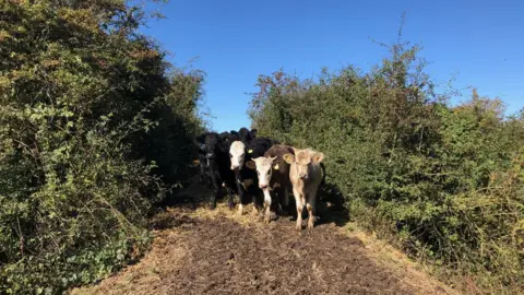 Marooned cows in Mounsorrel