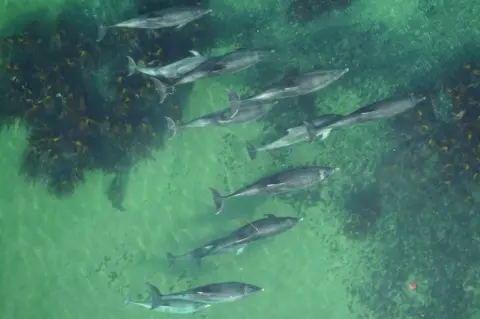 University of Aberdeen Dolphins from the air