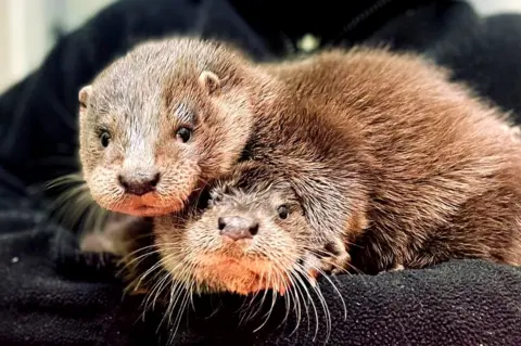 SSPCA Otters Inver and Forth