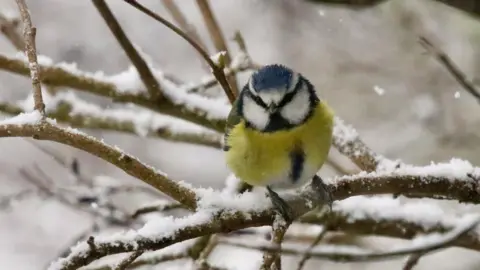 victorthevole/BBC Weather Watchers Burgh in Suffolk