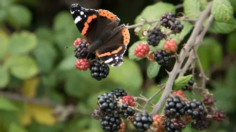Getty Images Red Admiral butterfly