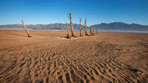AFP/Getty images dried out tree trunks on sand