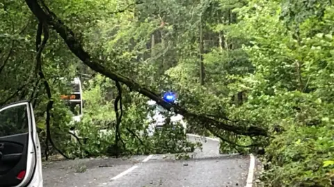 Tree on road