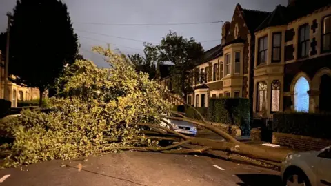 Fallen tree in Cardiff