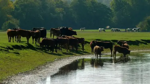 Alan Murray-Rust Cattle at Port Meadow