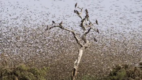 Kyle De Nobrega A huge flock of birds at the Zakouma National Park in Chad