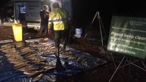 Environment Agency Dead fish recovered from the Gatwick Stream