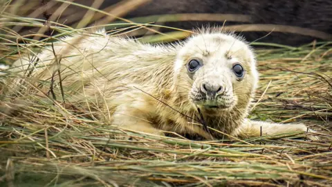 PA Media A baby seal