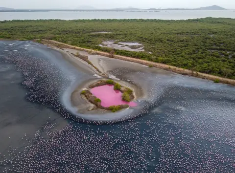 Pratik Chorge An aerial view of thousands of flamingos in water with blocks of flats on the bank next to them