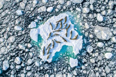 Nature TTL / Florian Ledoux An aerial view of a number of seals resting on top of an ice float in the Antarctic