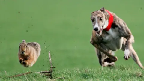 Getty Images Hare coursing