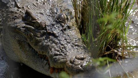 Snorkeler in Australia pries crocodile off his head and survives