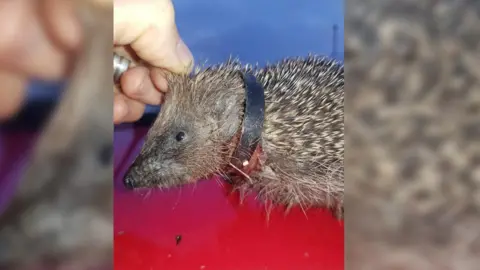 Blyth Wildlife rescue hedgehog