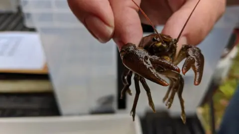 Jenny Parsons/GWT White clawed crayfish