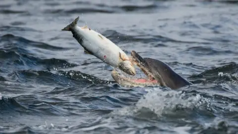 Getty Images Dolphin eating a salmon