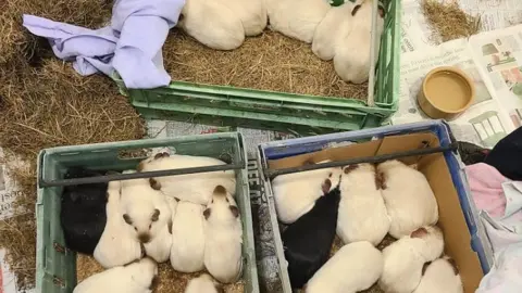 RSPCA Guinea pigs