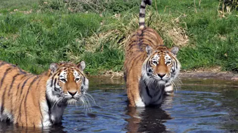 Woburn Safari Park Siberian Tigers cooling off in water at Woburn Safari Park