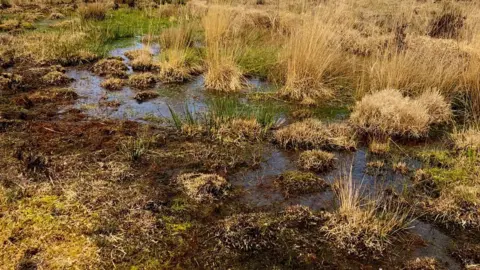 BBC peat mire