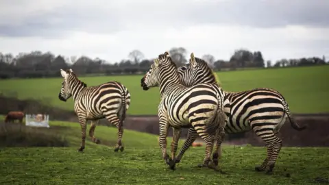 Jimmy's Farm Zebras at Jimmy's Farm