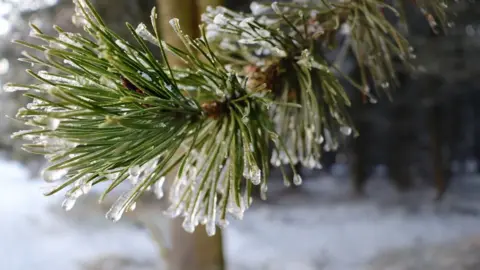 Sharon Duncan Ice firs