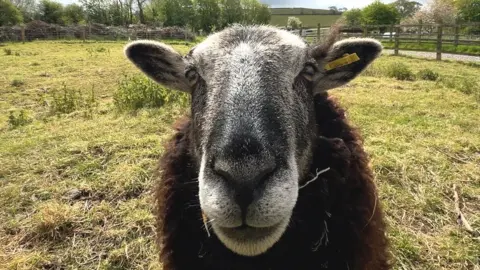 Elliot Darby/BBC A sheep looks at the camera from very close up in Hartcliffe in Bristol