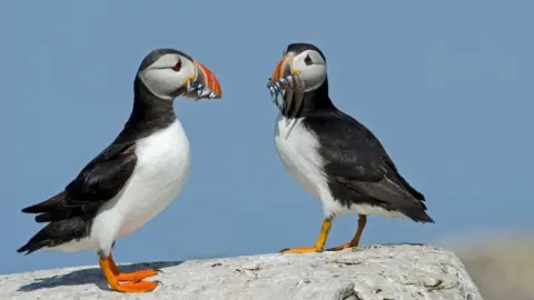 Getty Images puffins.