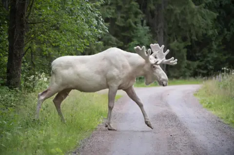 TOMMY PEDERSEN/ Getty Images A white moose crosses the road