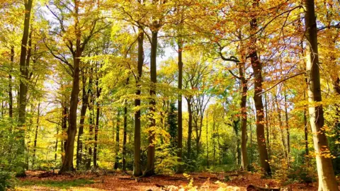 Tim Turan Bagley Woods