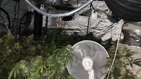 Essex Police Cannabis plants in a garage