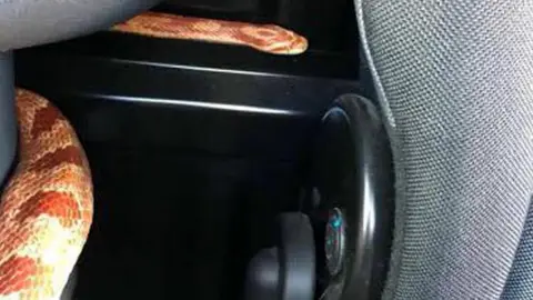 Fubar News Snake in car