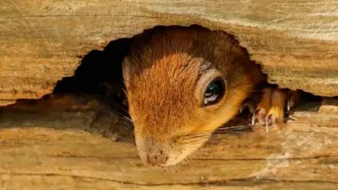 Hugh Rowlands Red squirrel in Llangefni