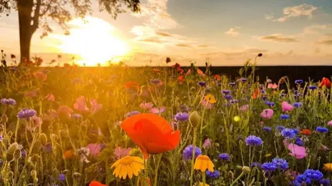 Ashley Williams Flowers in a field