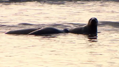 BBC The released seals