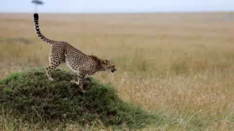 Reuters cheetah in Kenya