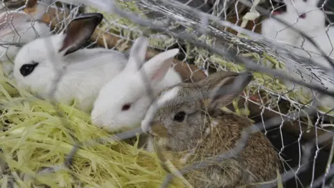 Getty Images Rabbits