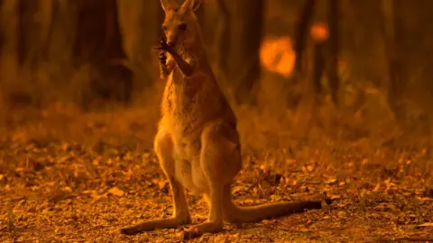 Getty Images A wallaby licks its burnt paws after fleeing a bushfire near township of Nana Glen in New South Wales on 12 November