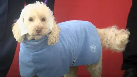 Dog dressed as Mary